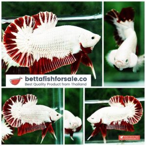 Betta fish HMPK Platinum Eye Red Dragon
