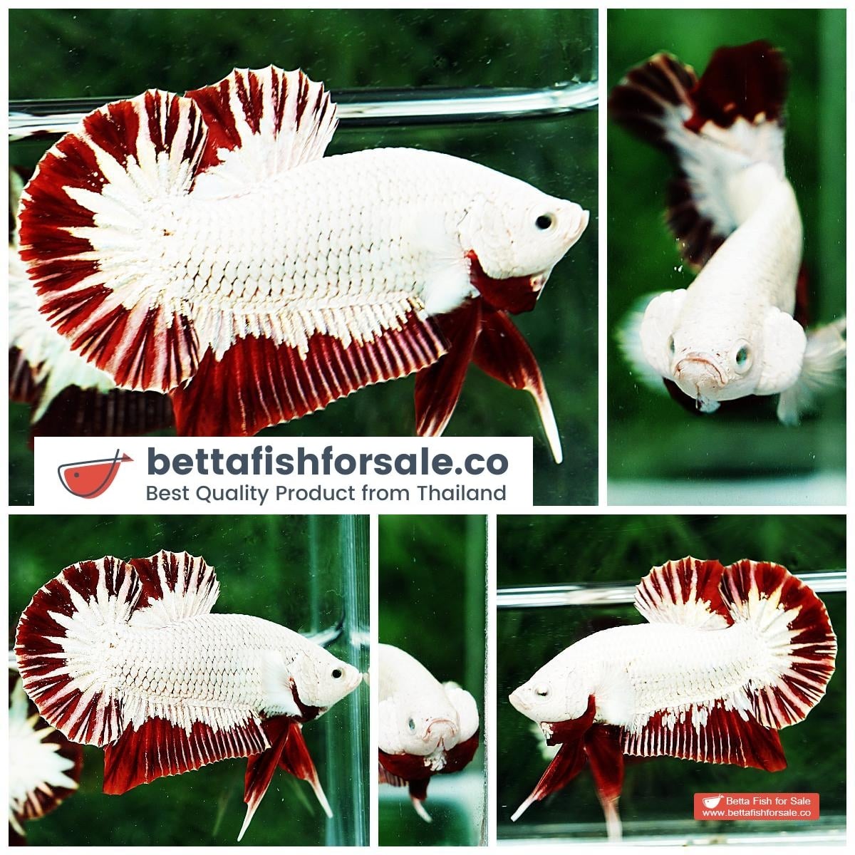 Betta fish HMPK Platinum Eye Red Dragon