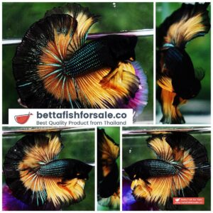 Betta fish OHM Mustard Gas Butterfly Sky Hawk