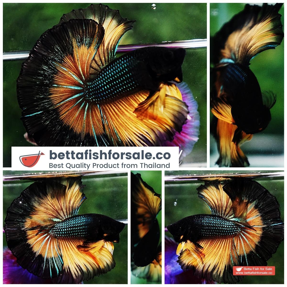 Betta fish OHM Mustard Gas Butterfly Sky Hawk