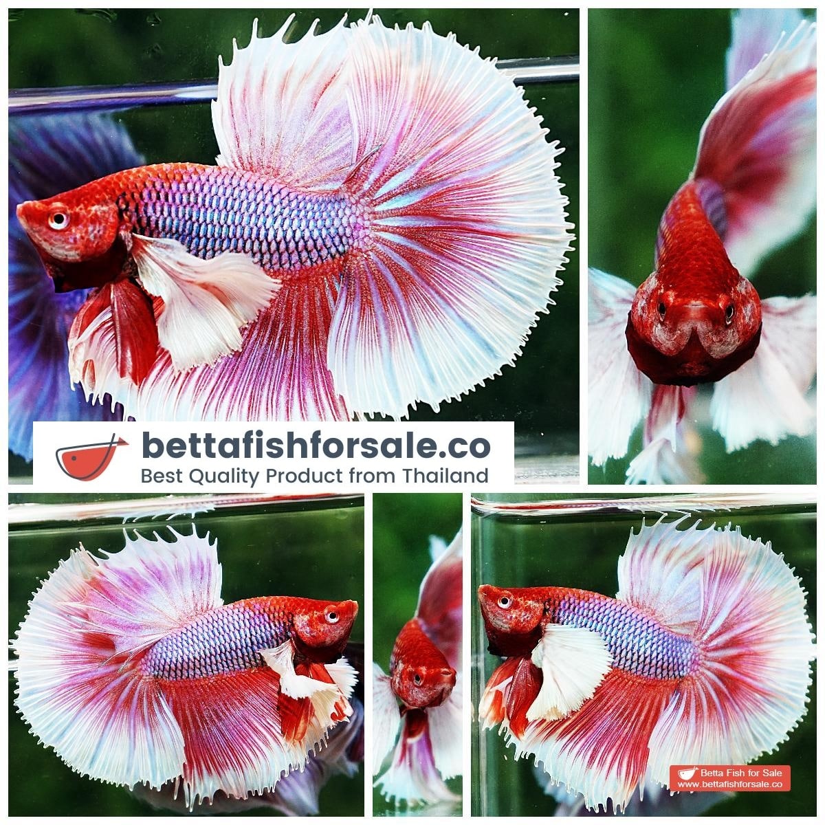 Betta fish OHM Prince of Pink Dumbo