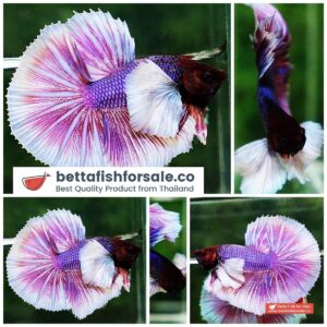 Betta fish OHM Prince of Purple Lavender (Comp Grade)
