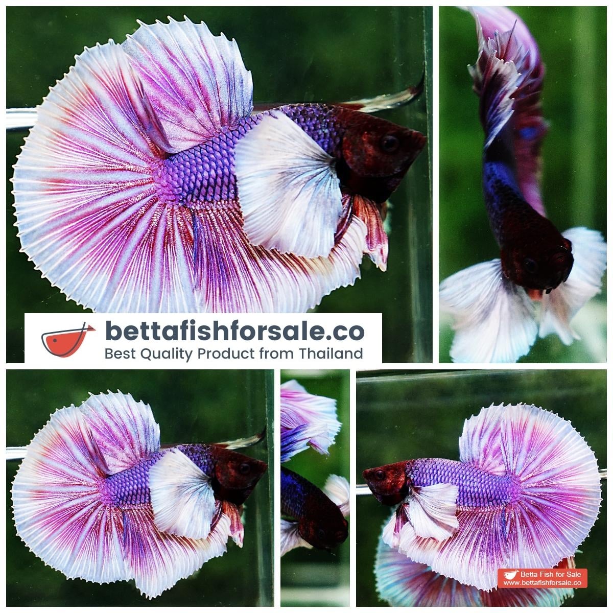 Betta fish OHM Prince of Purple Lavender (Comp Grade)