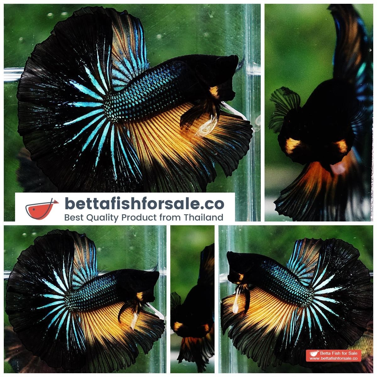 Betta fish OHM Emerald Mustard Gas Sky Hawk