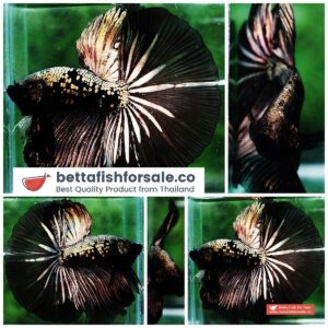 Betta fish OHM King Shadow Black Gold Star Series (Rare)