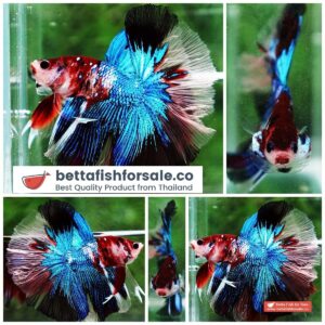 Betta fish OHM Blue Crystal Koi
