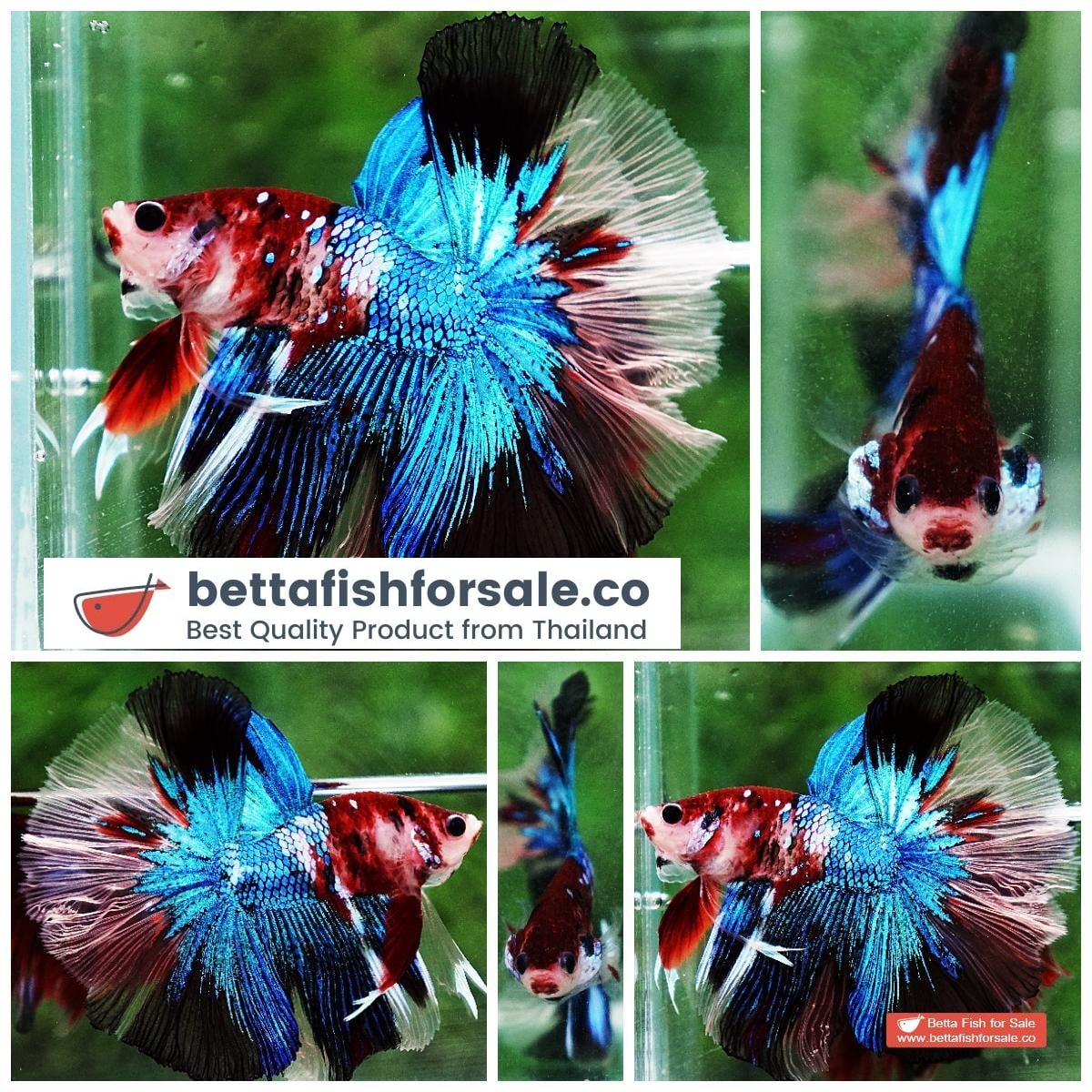 Betta fish OHM Blue Crystal Koi