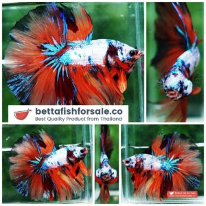 Betta fish HM Multicolor Candy Marble