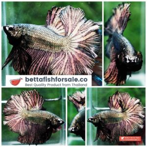 Betta fish OHM Classic Copper Gold Rosetail