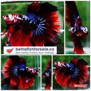 Betta fish HM Red Devil Warrior