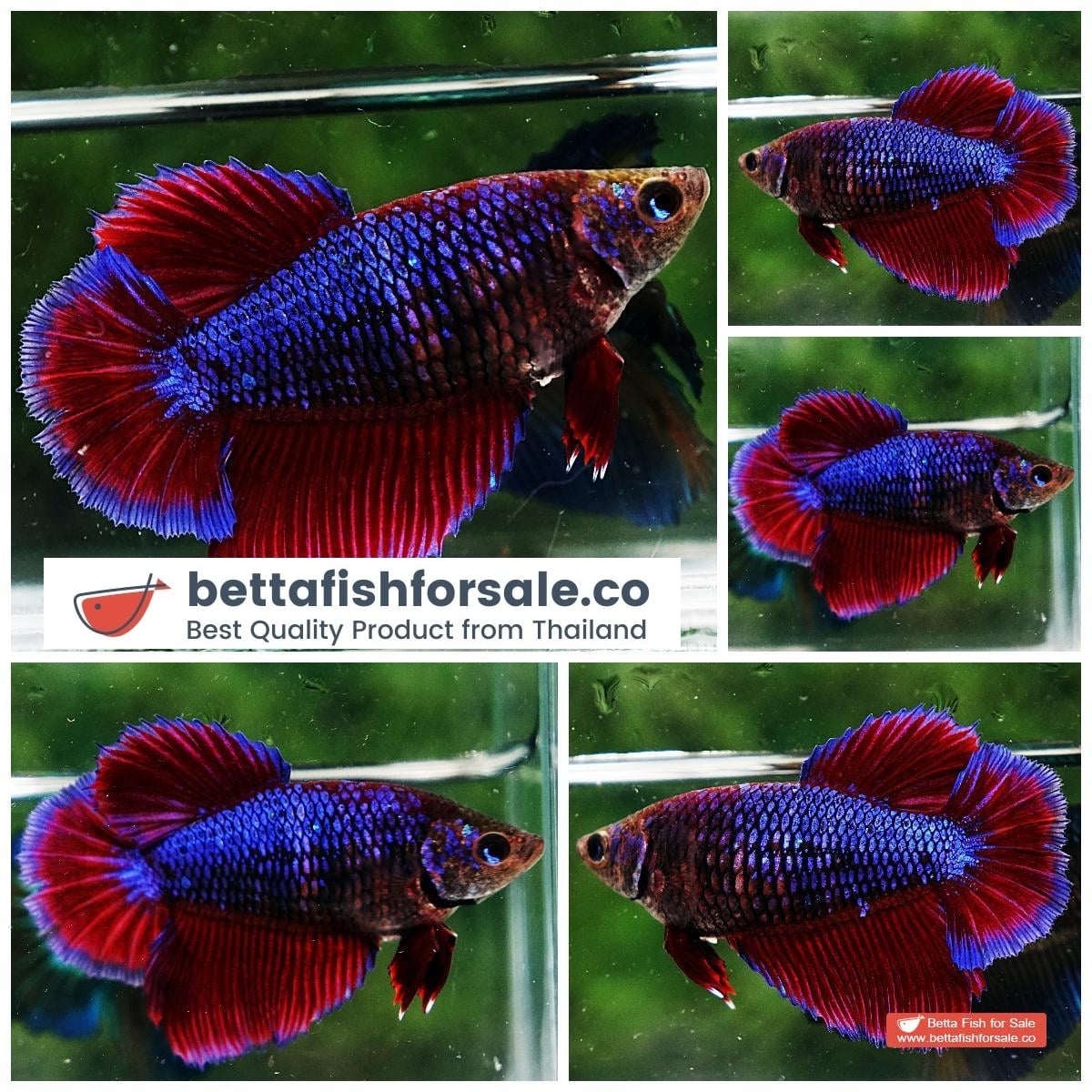 Betta fish Female HM Purple Lavender Butterfly