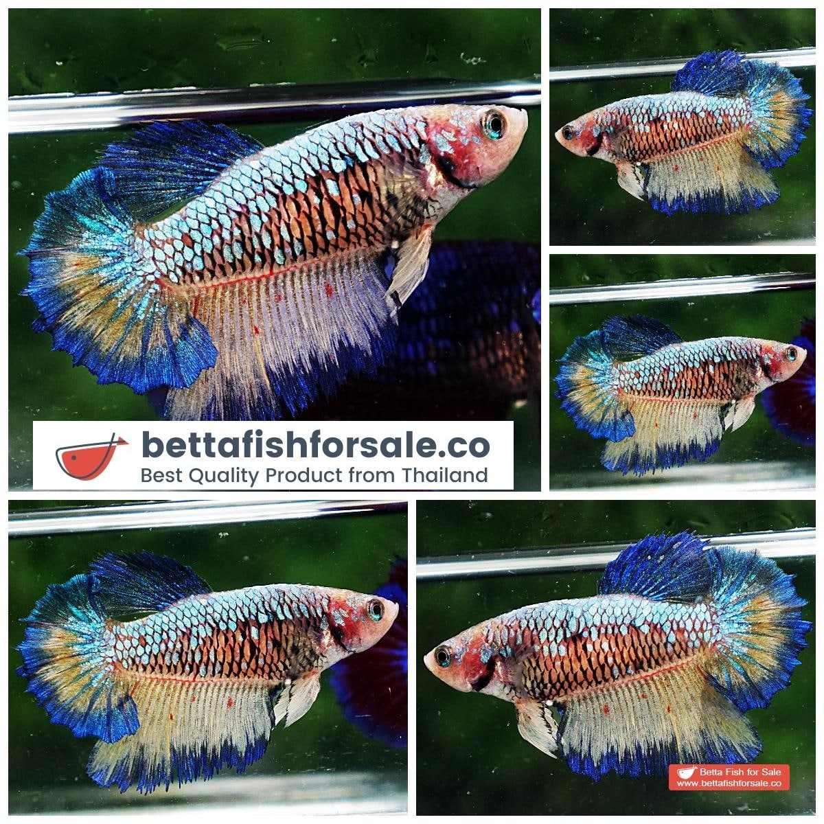 Betta fish Female HM Blue Mustard Armageddon