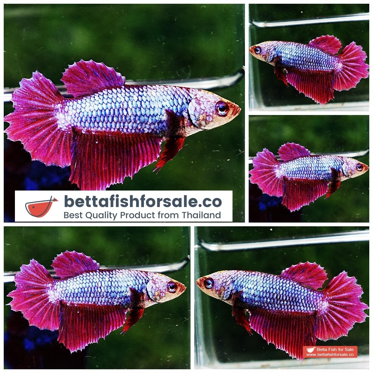 Betta fish Female HM Royal Lavender Rosetail
