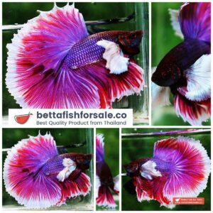 Betta fish OHM Purple Lavender Dumbo