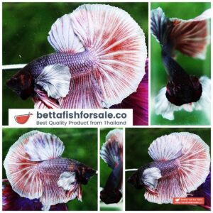 Betta fish HM Red Copper Salamander Dumbo