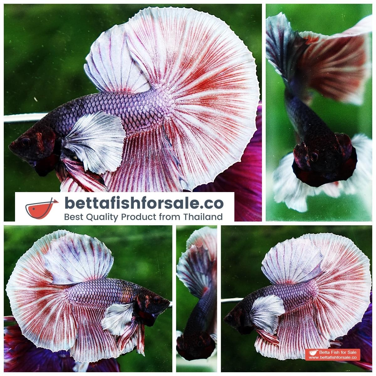 Betta fish HM Red Copper Salamander Dumbo