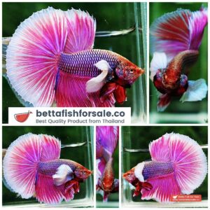 Betta fish HM Pink Lavender Dumbo