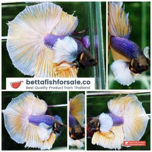 Betta fish HM Purple Mustard Dumbo