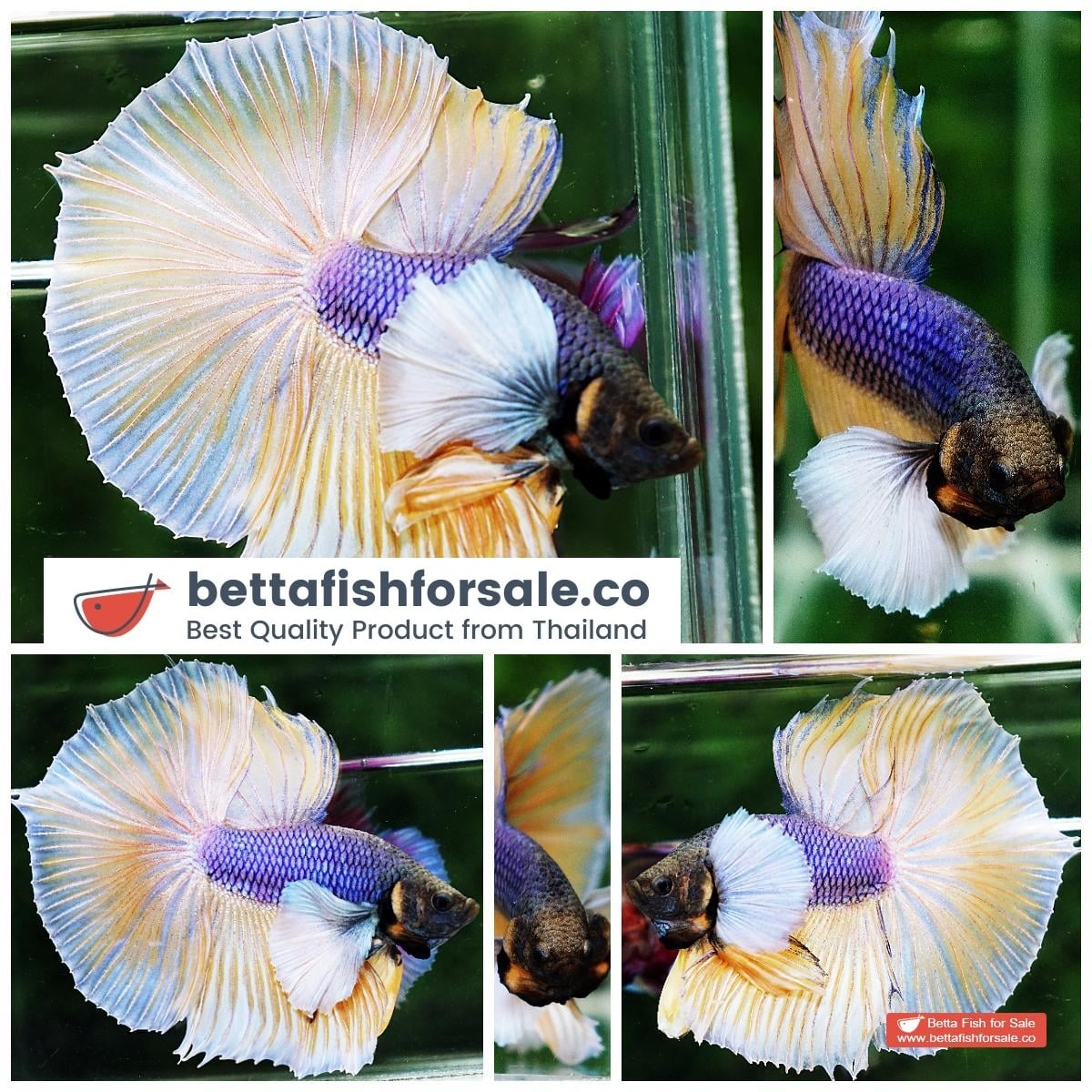 Betta fish HM Purple Mustard Dumbo