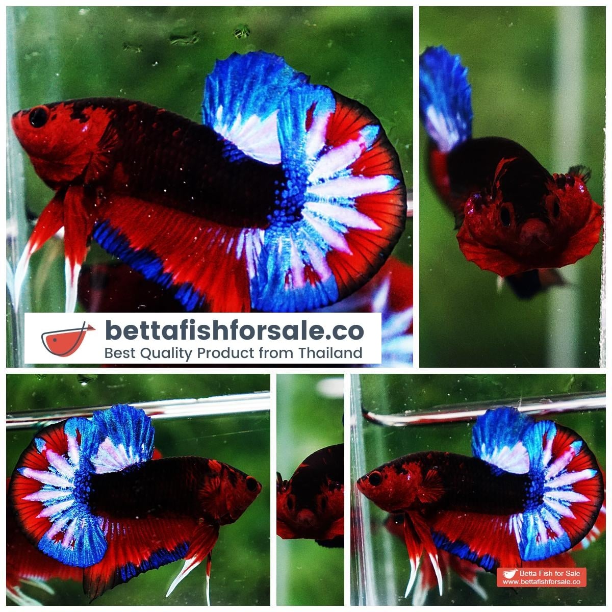 Betta fish HMPK Dark Captain America
