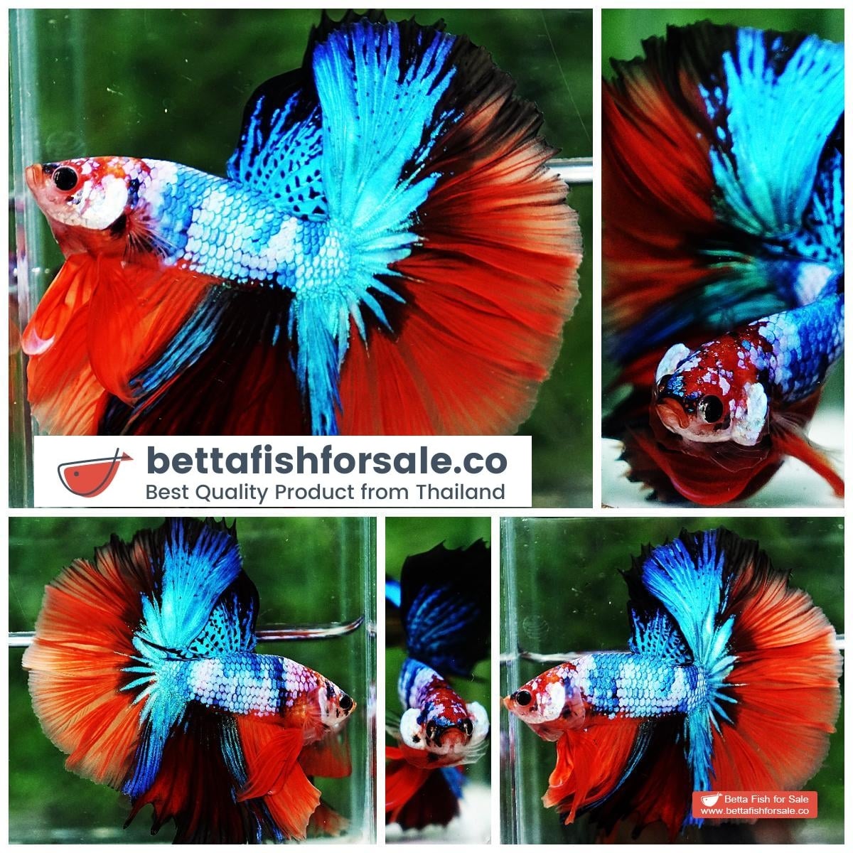 Betta fish OHM Emerald Candy Marble