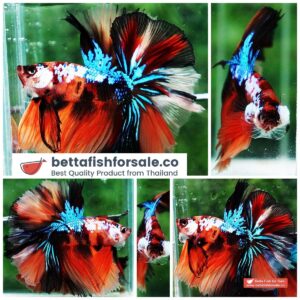 Betta fish OHM Nemo Galaxy Sky Hawk