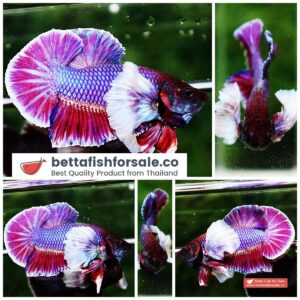 Betta fish HMPK Purple Lavender Dumbo