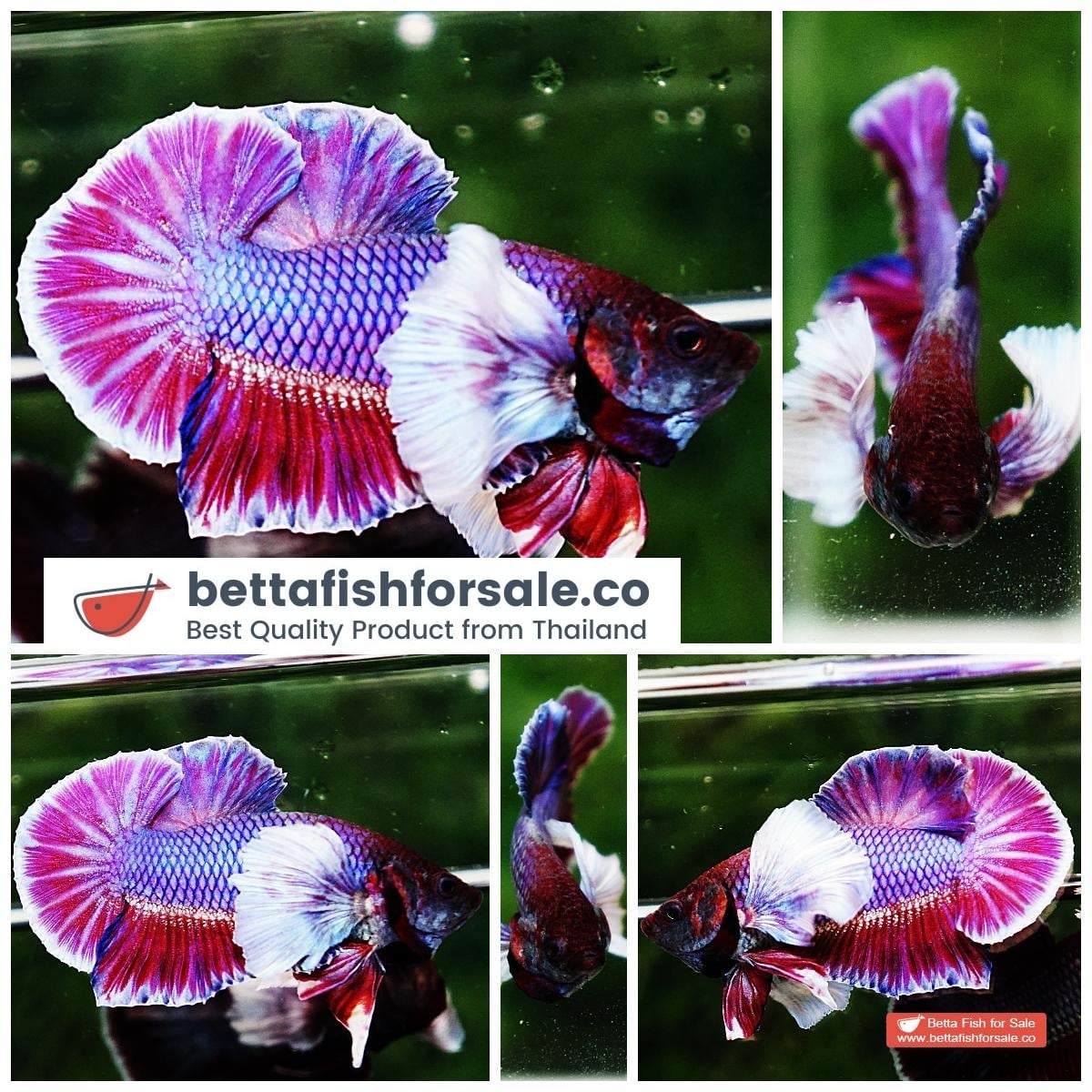 Betta fish HMPK Purple Lavender Dumbo