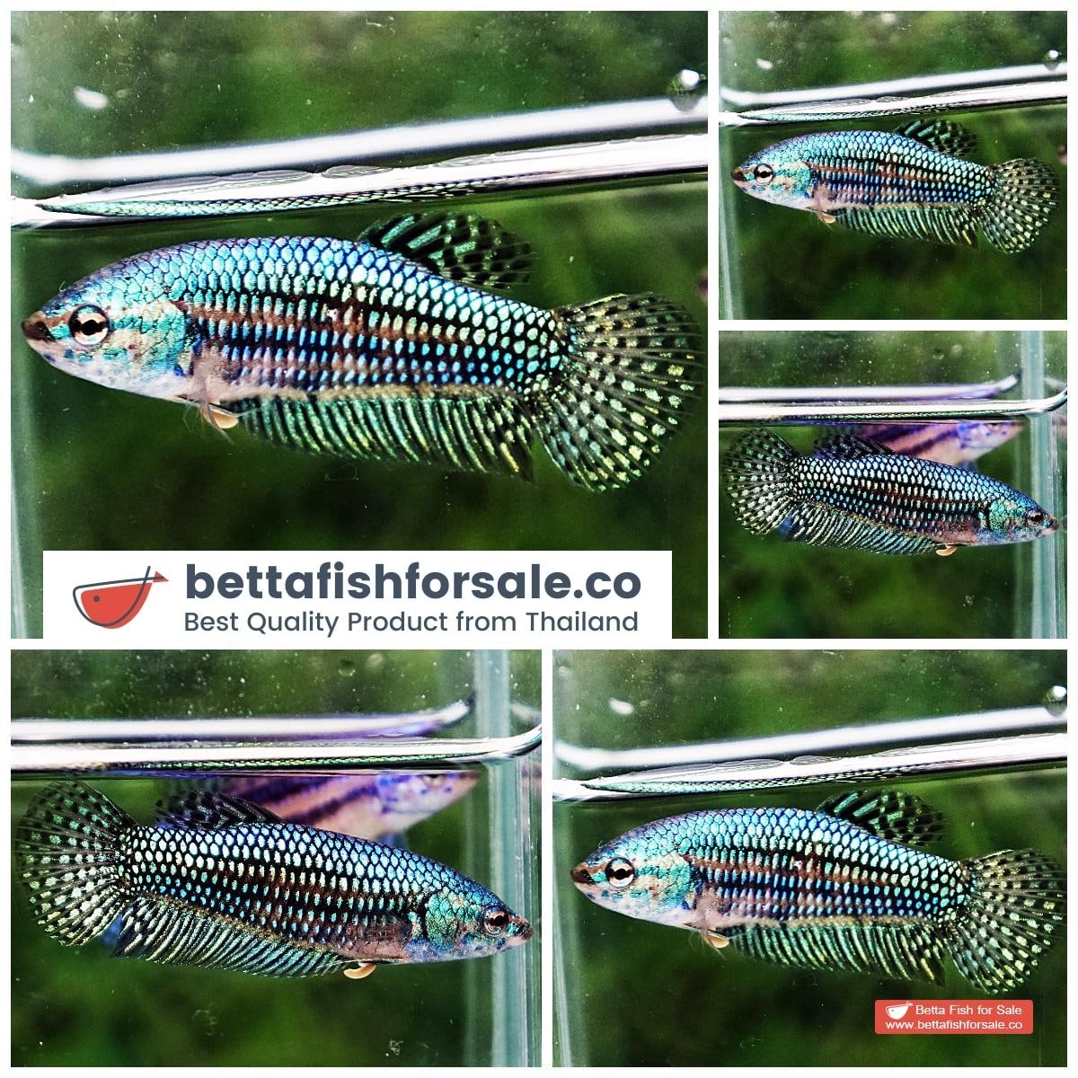 Betta fish Female Wild Hybrid Green Gold Alien