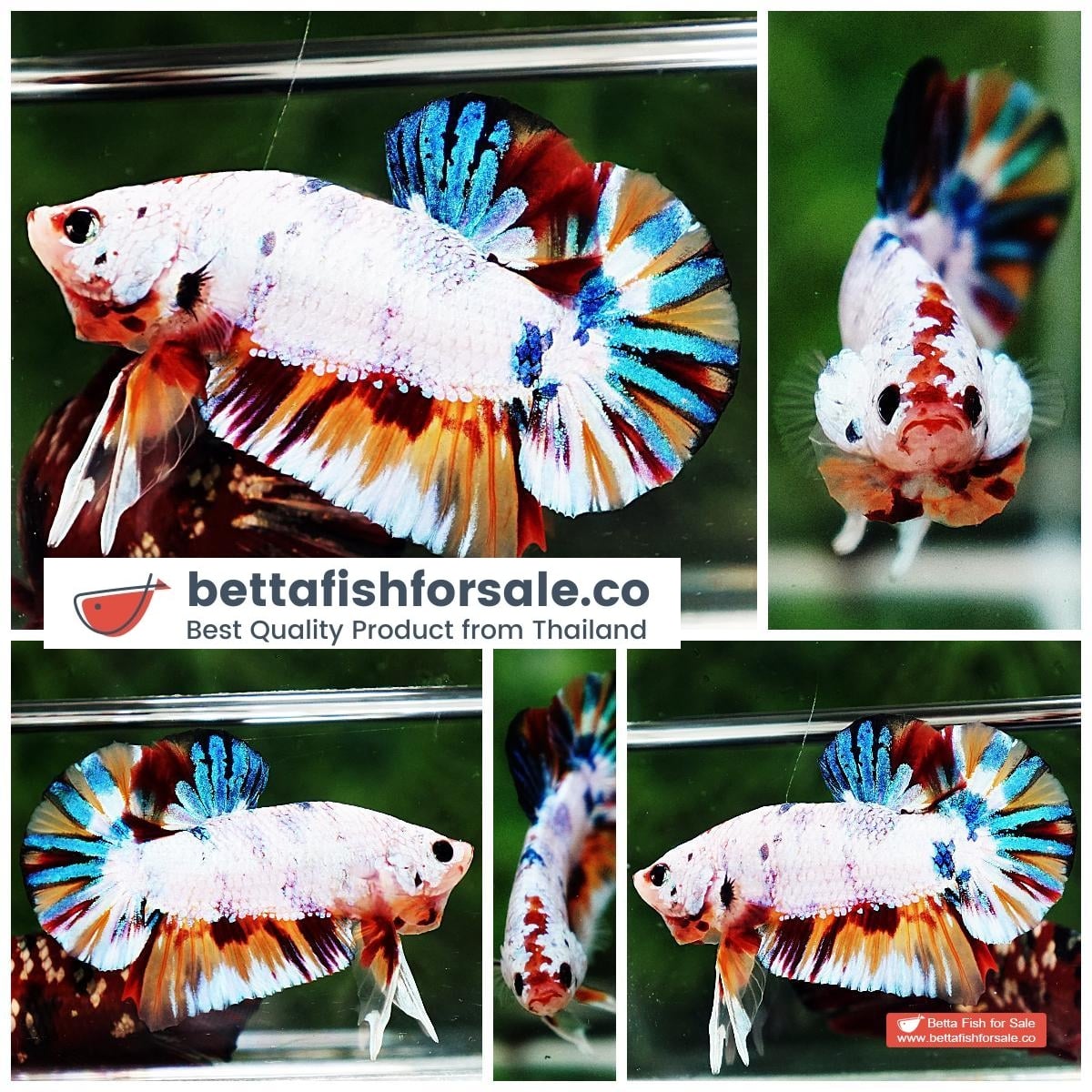 Betta fish HMPK Rainbow Multicolor Candy