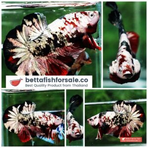 Betta fish OHMPK Red Baron Copper Galaxy