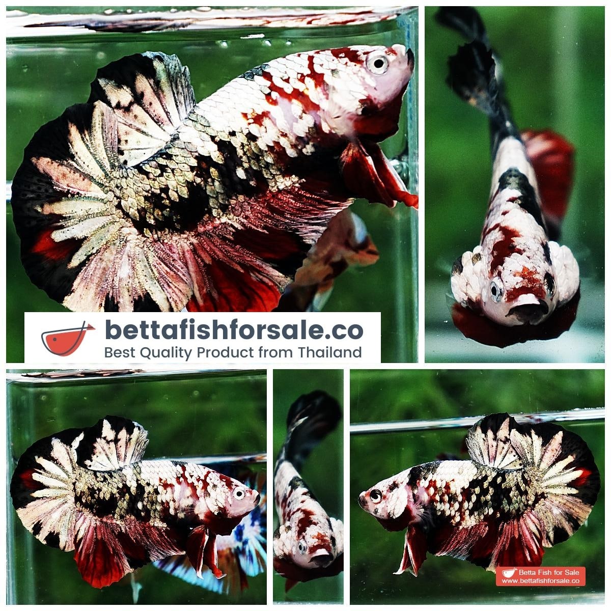 Betta fish OHMPK Red Baron Copper Galaxy