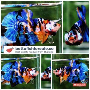 Betta fish HMPK Yellow Blue Tiger Galaxy