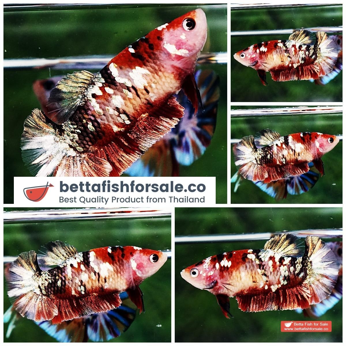 Betta fish Female HMPK Red Baron Copper Galaxy