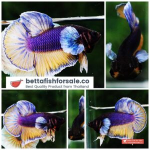 Betta fish HMPK Purple Mustard Gas Dumbo