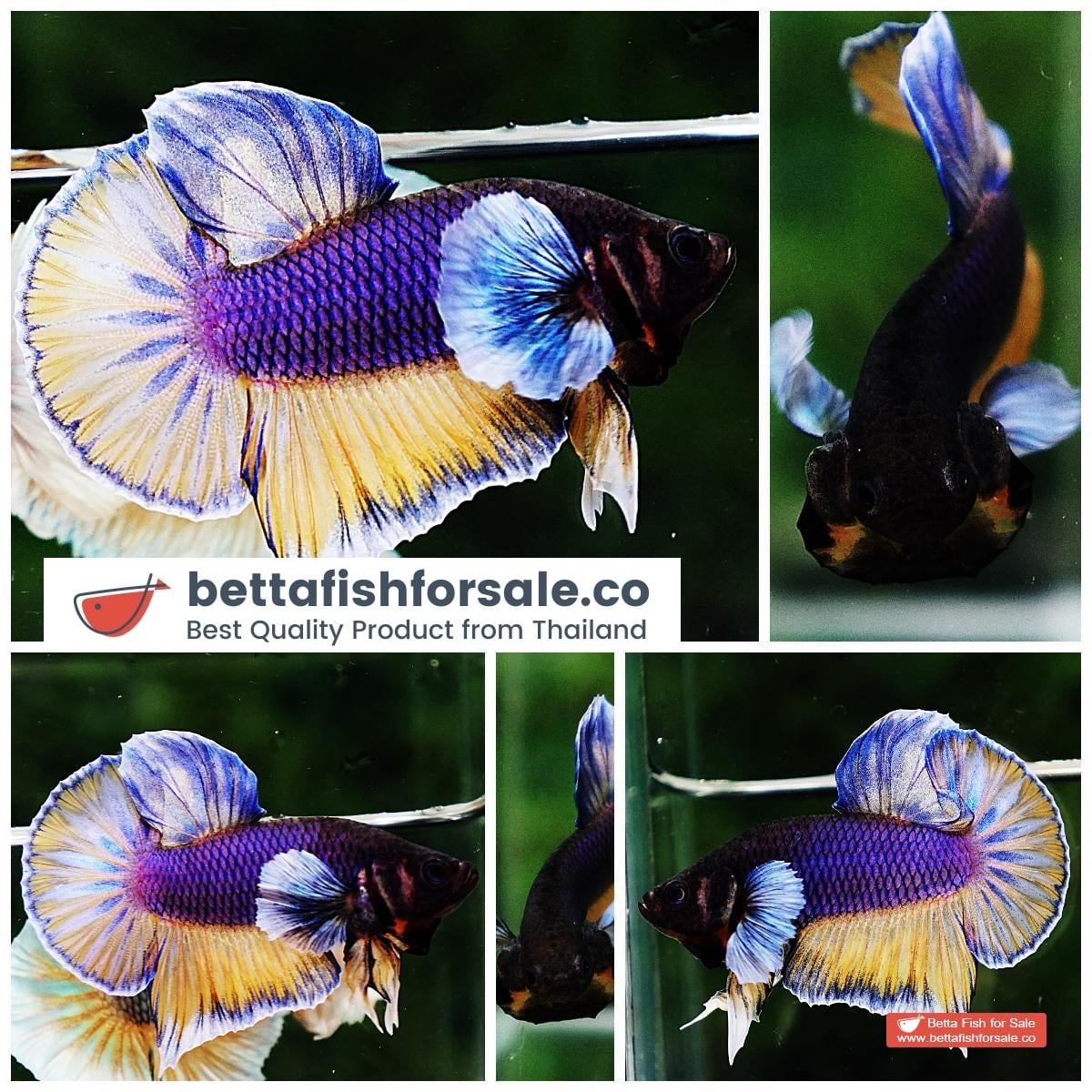 Betta fish HMPK Purple Mustard Gas Dumbo