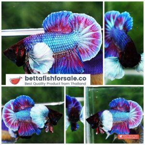 Betta fish HMPK Metallic Purple Dumbo