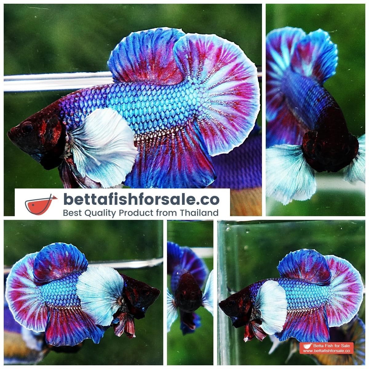 Betta fish HMPK Metallic Purple Dumbo
