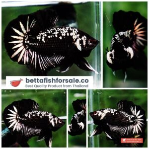 Betta fish OHMPK Strong Black Samurai Star