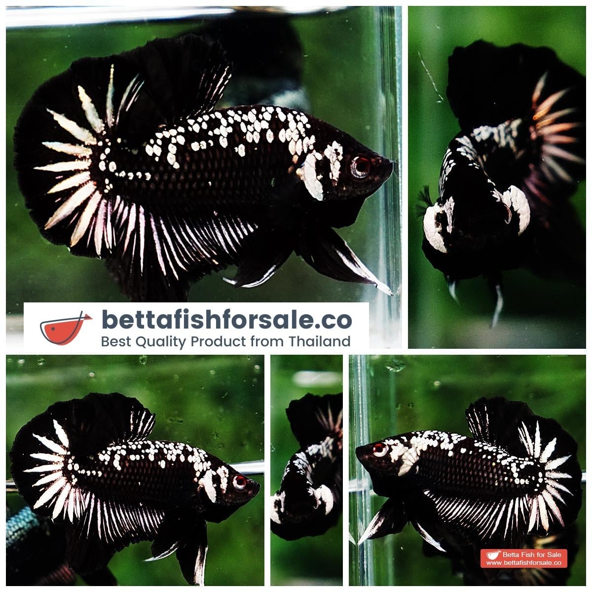 Betta fish OHMPK Strong Black Samurai Star