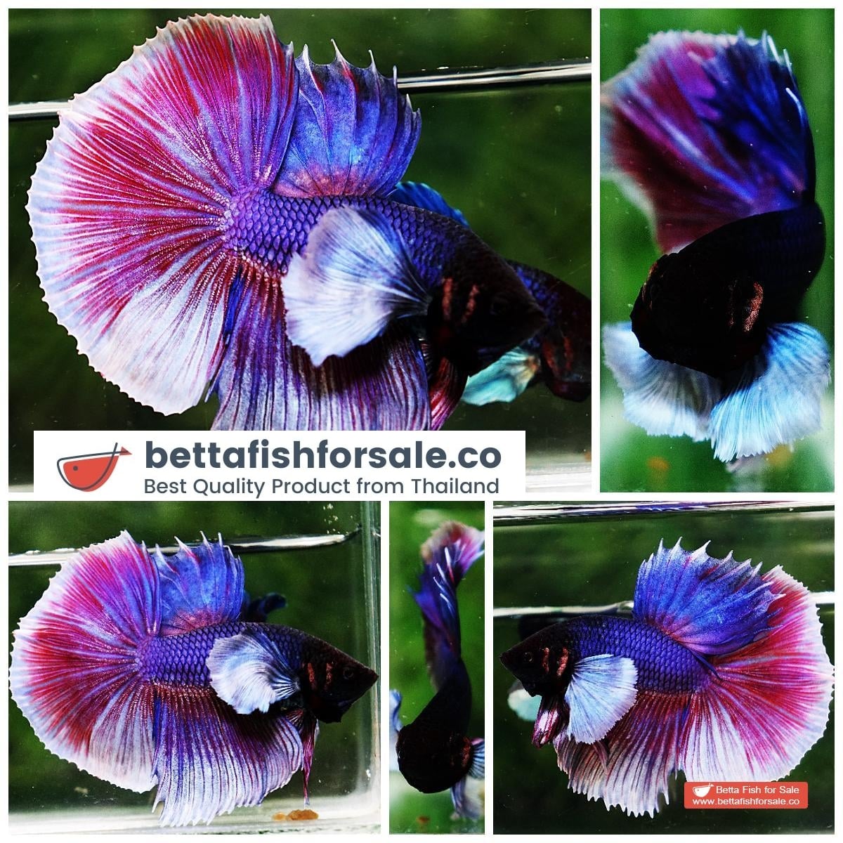 Betta fish HM Purple & Pink Lavender Dumbo
