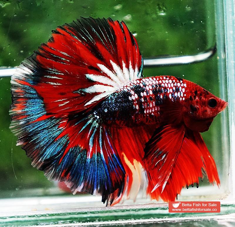 Betta fish OHM Fancy Hell Copper Star - Image 3