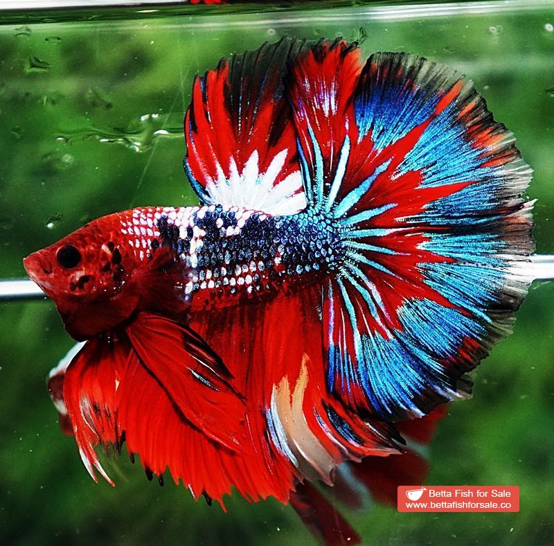 Betta fish OHM Fancy Hell Copper Star - Image 5