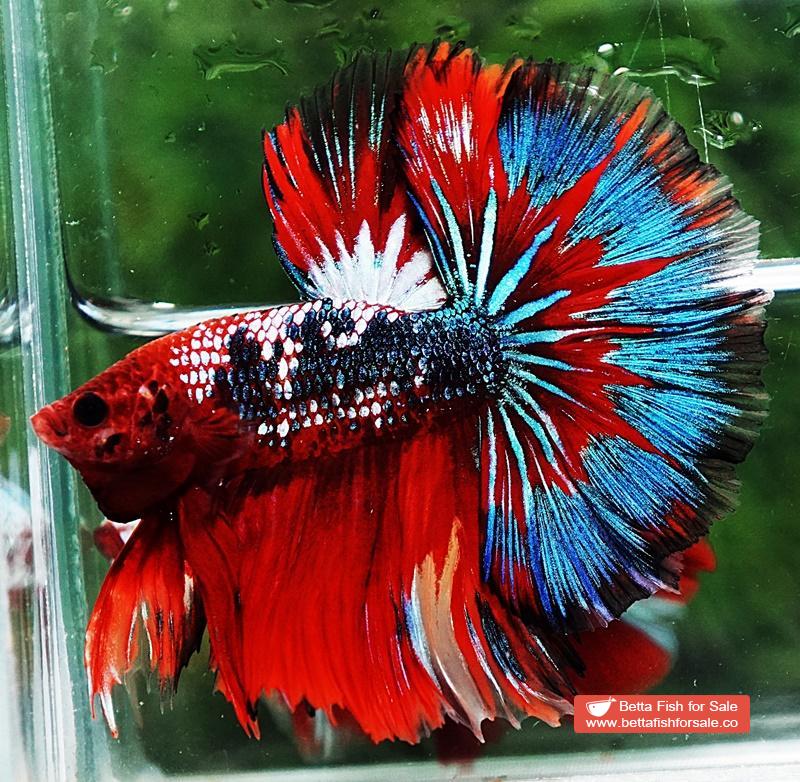 Betta fish OHM Fancy Hell Copper Star - Image 4