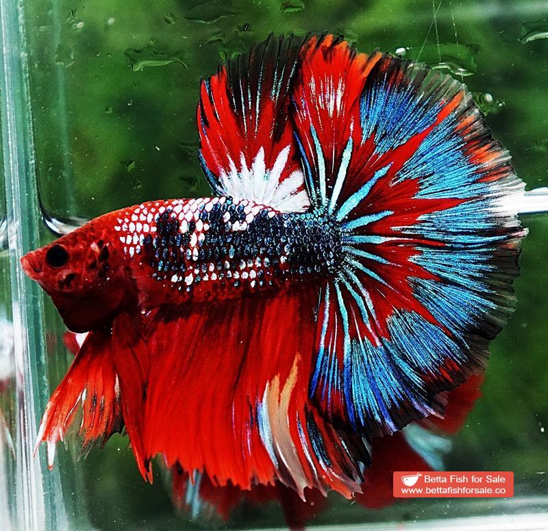 Betta fish OHM Fancy Hell Copper Star - Image 2