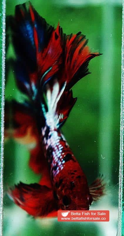 Betta fish OHM Fancy Hell Copper Star - Image 6