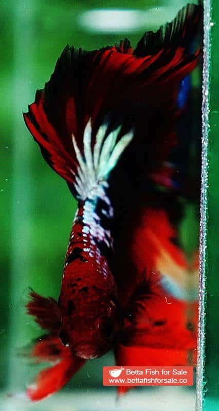 Betta fish OHM Fancy Hell Copper Star - Image 7