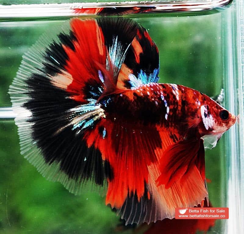 Betta fish OHM Half Helmet Candy Warrior (Comp) - Image 5