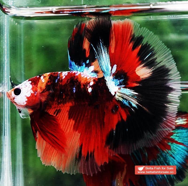 Betta fish OHM Half Helmet Candy Warrior (Comp) - Image 4