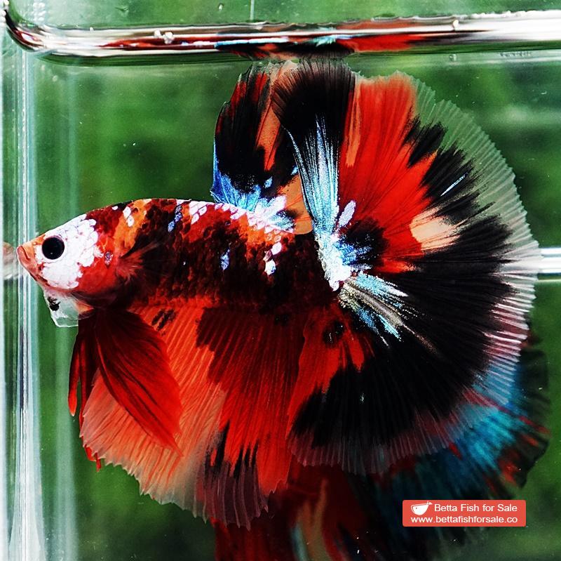 Betta fish OHM Half Helmet Candy Warrior (Comp) - Image 6